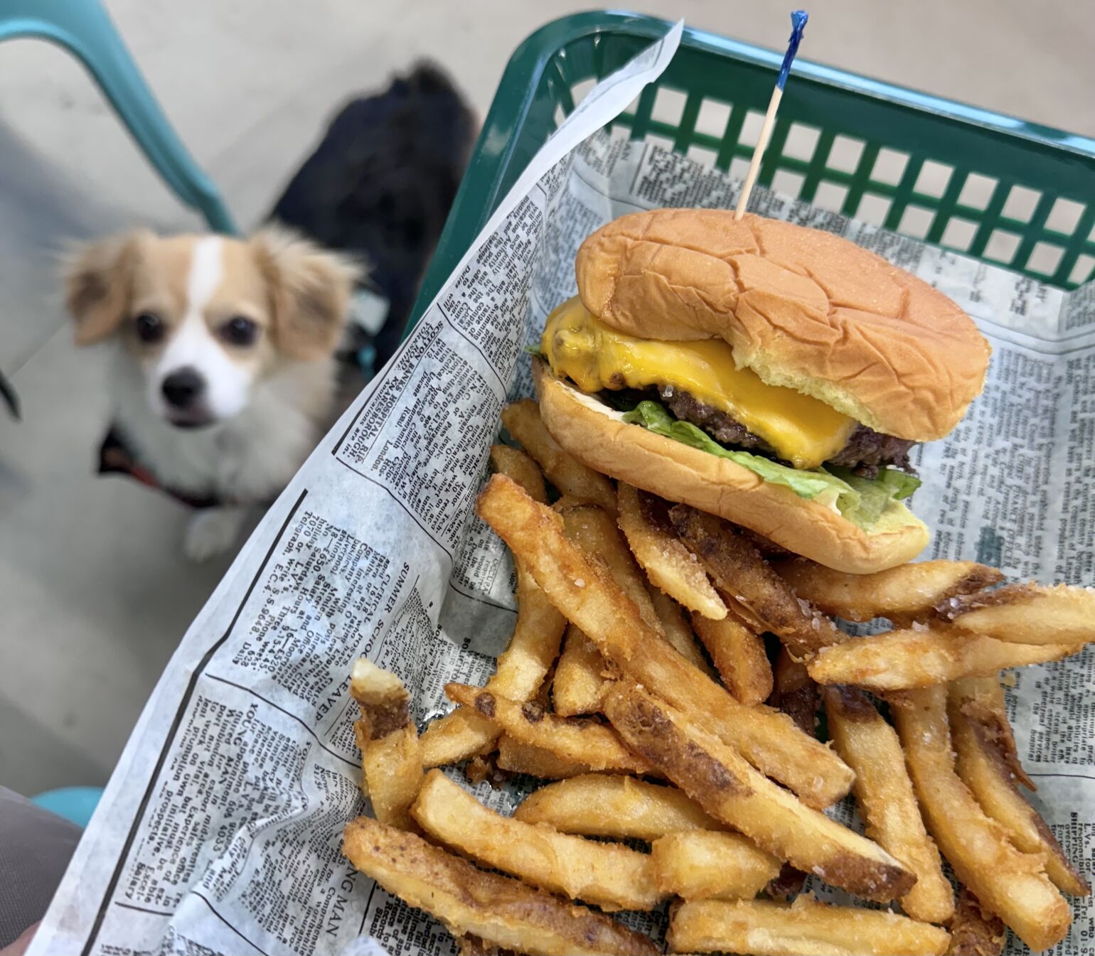Urban Dog Bar